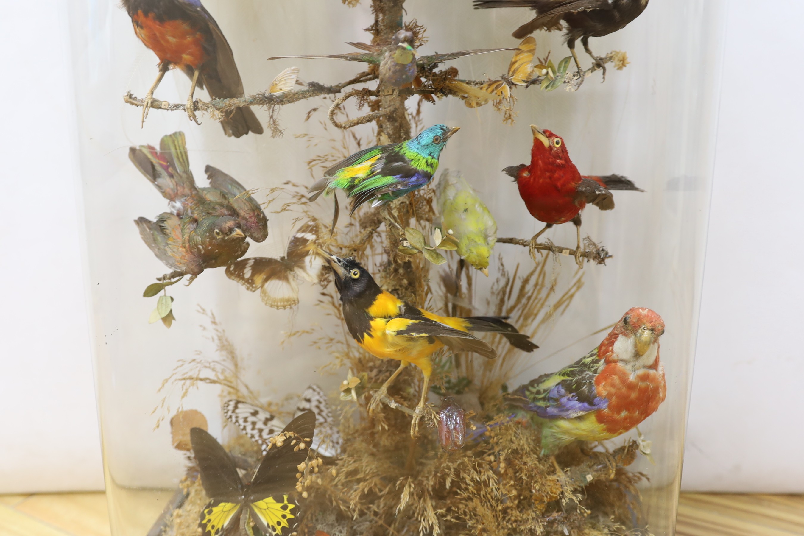 Taxidermy- a late 19th century New Guinea Bird of Paradise and Latin America and Australasian exotic bird group, under a glass dome, 83 cm high